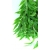 Roślina do terrarium HP FIKUS długolistny L 50cm